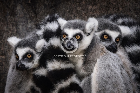 Ring-Tailed Lemur