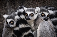 Ring-Tailed Lemur