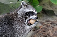 Raccoon  (Procyon lotor)