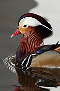 Mandarin Duck (Aix galericulata) - Japan
