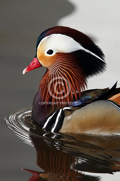 Mandarin Duck (Aix galericulata) - Japan Mandarin Duck (Aix galericulata) - Japan