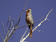 Female Northern Cardinal in Arizona