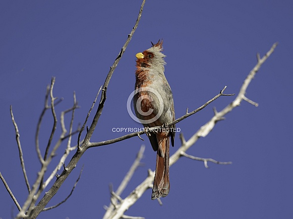 Female Northern Cardinal in Arizona