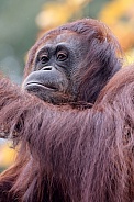 Bornean orangutan (Pongo pygmaeus)