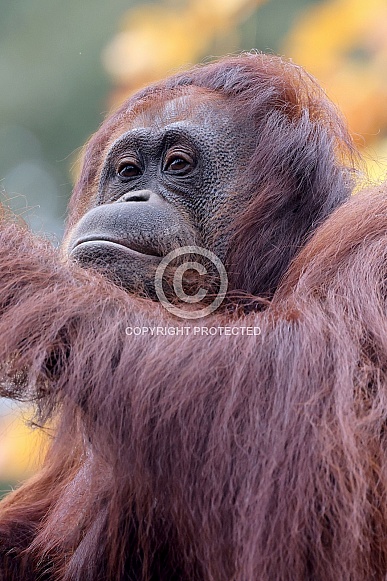 Bornean orangutan (Pongo pygmaeus) Bornean orangutan (Pongo pygmaeus)