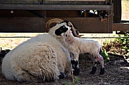 Ewe and Lamb