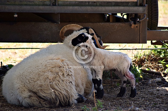 Ewe and Lamb