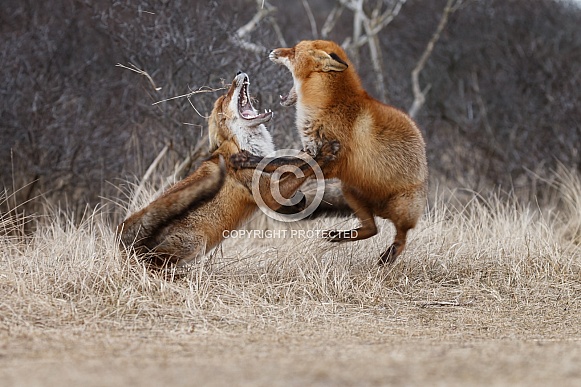 Red fox and cubs