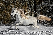 Andalusian Horse--Beauty in the Snow