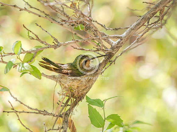 Broad-billed Hummingbird sitting patiently on her nest