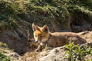 Red fox cub/cubs in nature