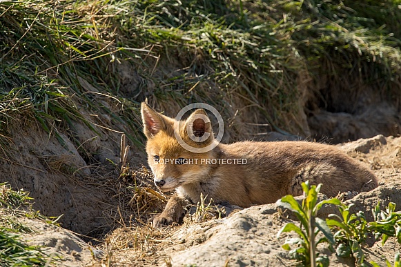 Red fox cub/cubs in nature