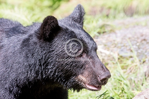 Black Bear (wild) Black Bear (wild)