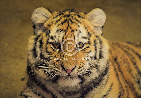 Amur Tiger cub