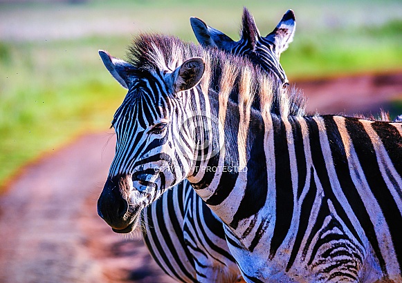 Zebra Zebra
