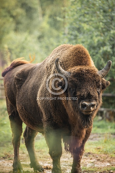 Bison Full Body