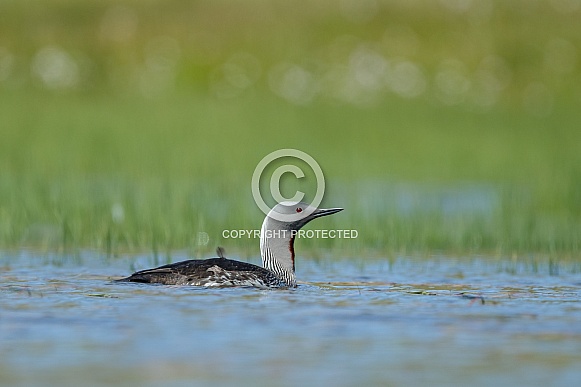 The red-throated loon (North America) or red-throated diver (Britain and Ireland)