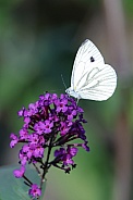 Green-veined White Butterfly (Pieris napi)