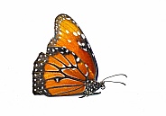 Adult queen butterfly - Danaus gilippus - orange, black stripes and white dots or spots. Side profile view with copy space isolated on white background