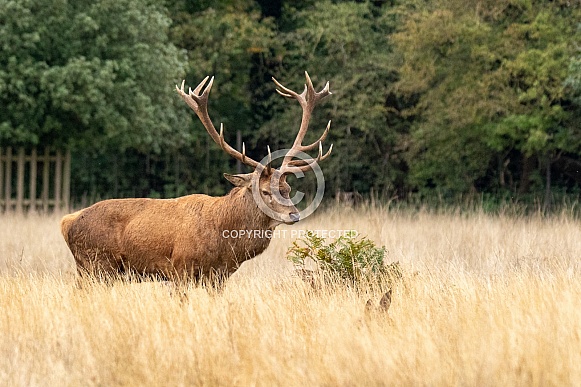 red deer