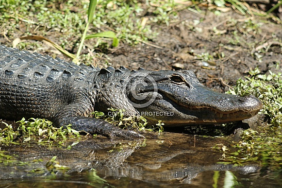 Alligator Alligator