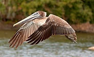 Brown Pelican