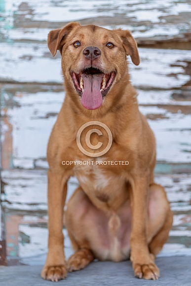 Mixed breed dog smiling for a portrait