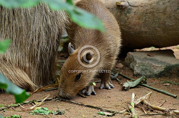 Capybara