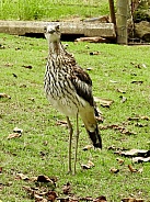 Bush Stone-curlew