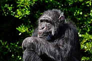Western Chimpanzee (Pan troglodytes verus)