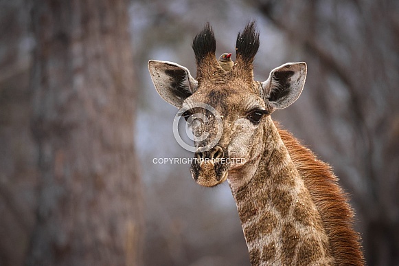 Giraffe and red-billed oxpecker