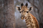Giraffe and red-billed oxpecker