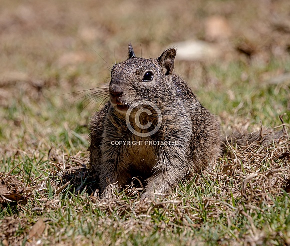 Squirrel