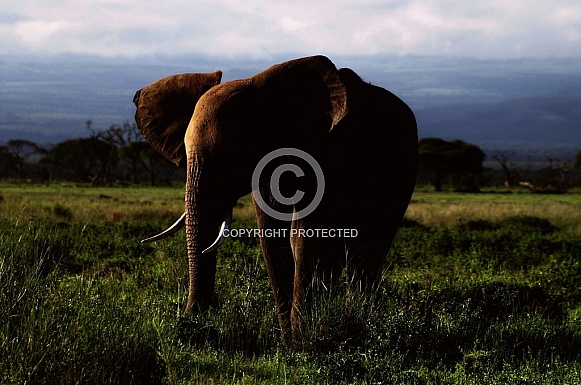 African Elephant Twilight