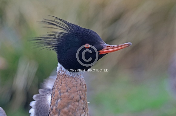 Red breasted Merganser
