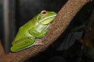 White-lipped Green Frog
