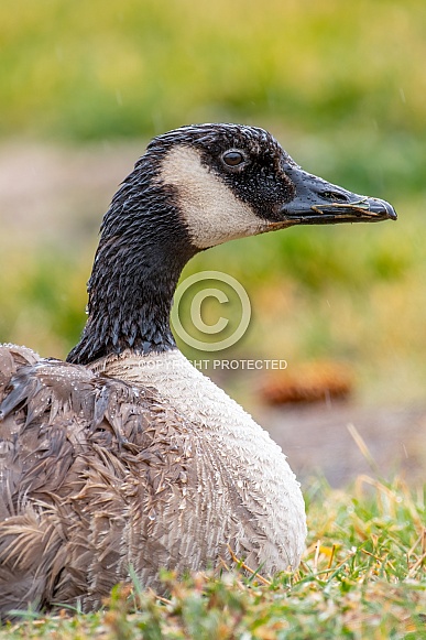 Canada Goose Canada Goose