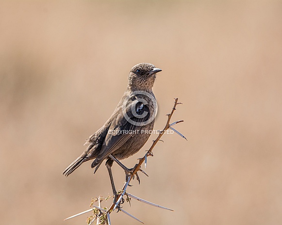 Ant-eating Chat Ant-eating Chat