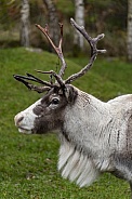 Reindeer (Rangifer tarandus)