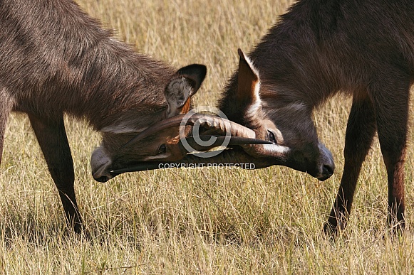 Male Waterbuck fighting - Botswana