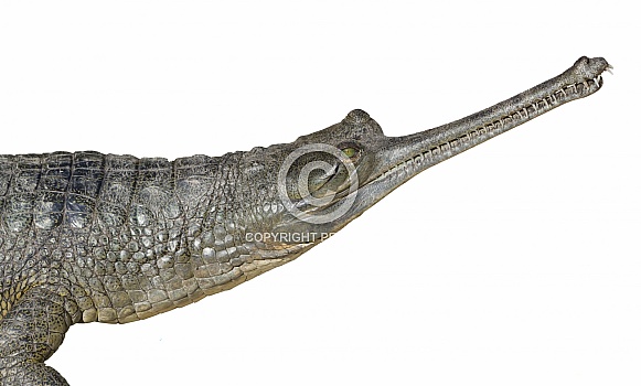 Indian Gharial Alligator - Gavialis gangeticus - side portrait of head showing green eye color and razor sharp teeth Indian Gharial Alligator - Gavialis gangeticus - side portrait of head showing green eye color and razor sharp teeth