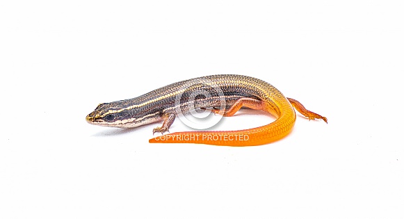 peninsula mole skink lizard - Plestiodon egregius onocrepis  -  side view showing pretty curled orange red tail isolated on white background