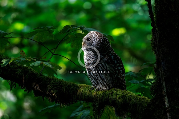 Barred Owl