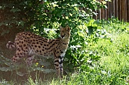 Serval