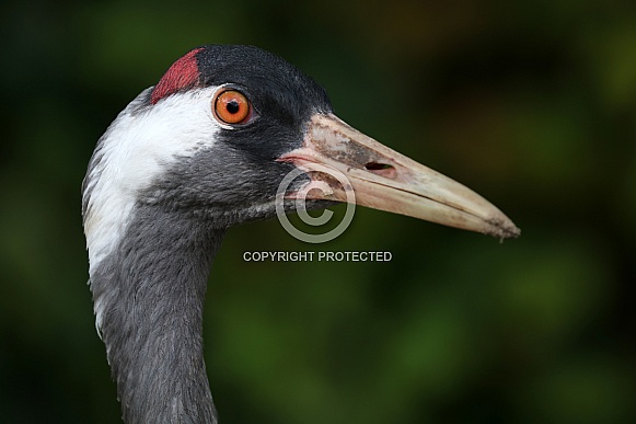 Common Crane (Grus Grus)