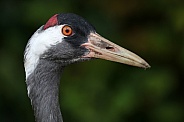 Common Crane (Grus Grus)