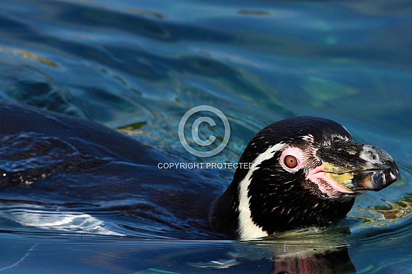 Humboldt penguin