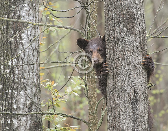 Black Bear