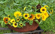 A Bouquet of Various Sunflowers
