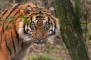 Sumatran Tiger Close Up Peeking Through Twigs